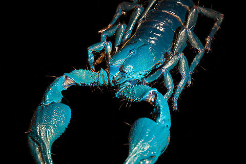 Asian blue forest scorpion - UV mixed - frontal Specimen of 15cm, with tail included. Originally from Java.

Its hard to imagine prey having any chance of detecting this species. It lies in darkness, motionless, whilst being very dark in appearance. It can't be spotted visually or by movement (vibrations), as they don't move. When prey is scarce, scorpions are able to slow down their metabolism and survive an entire year on a single insect. Yet still can strike instantly from this low energy state.

This series shows it with normal light, mixed light (UV + weak LED) and only UV.
https://www.jungledragon.com/image/118114/asian_blue_forest_scorpion.html
https://www.jungledragon.com/image/118115/asian_blue_forest_scorpion_-_frontal.html
https://www.jungledragon.com/image/118116/asian_blue_forest_scorpion_-_tail_venom_bulb_stinger.html
https://www.jungledragon.com/image/118117/asian_blue_forest_scorpion_-_pedipals_pincers.html
https://www.jungledragon.com/image/118118/asian_blue_forest_scorpion_-_venom_bulb_stinger.html
https://www.jungledragon.com/image/118119/asian_blue_forest_scorpion_-_uv.html
https://www.jungledragon.com/image/118120/asian_blue_forest_scorpion_-_uv_mixed_full_body.html
https://www.jungledragon.com/image/118121/asian_blue_forest_scorpion_-_uv_fused_head_and_thorax.html
https://www.jungledragon.com/image/118122/asian_blue_forest_scorpion_-_uv_mixed_sideview.html
https://www.jungledragon.com/image/118123/asian_blue_forest_scorpion_-_uv_closeup.html
https://www.jungledragon.com/image/118124/asian_blue_forest_scorpion_-_uv_mixed_-_frontal.html
https://www.jungledragon.com/image/118125/asian_blue_forest_scorpion_-_uv_frontal.html Asian blue forest scorpion,Heterometrus cyaneus,Scorpion