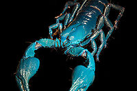Asian blue forest scorpion - UV mixed - frontal Specimen of 15cm, with tail included. Originally from Java.<br />
<br />
Its hard to imagine prey having any chance of detecting this species. It lies in darkness, motionless, whilst being very dark in appearance. It can't be spotted visually or by movement (vibrations), as they don't move. When prey is scarce, scorpions are able to slow down their metabolism and survive an entire year on a single insect. Yet still can strike instantly from this low energy state.<br />
<br />
This series shows it with normal light, mixed light (UV + weak LED) and only UV.<br />
https://www.jungledragon.com/image/118114/asian_blue_forest_scorpion.html<br />
https://www.jungledragon.com/image/118115/asian_blue_forest_scorpion_-_frontal.html<br />
https://www.jungledragon.com/image/118116/asian_blue_forest_scorpion_-_tail_venom_bulb_stinger.html<br />
https://www.jungledragon.com/image/118117/asian_blue_forest_scorpion_-_pedipals_pincers.html<br />
https://www.jungledragon.com/image/118118/asian_blue_forest_scorpion_-_venom_bulb_stinger.html<br />
https://www.jungledragon.com/image/118119/asian_blue_forest_scorpion_-_uv.html<br />
https://www.jungledragon.com/image/118120/asian_blue_forest_scorpion_-_uv_mixed_full_body.html<br />
https://www.jungledragon.com/image/118121/asian_blue_forest_scorpion_-_uv_fused_head_and_thorax.html<br />
https://www.jungledragon.com/image/118122/asian_blue_forest_scorpion_-_uv_mixed_sideview.html<br />
https://www.jungledragon.com/image/118123/asian_blue_forest_scorpion_-_uv_closeup.html<br />
https://www.jungledragon.com/image/118124/asian_blue_forest_scorpion_-_uv_mixed_-_frontal.html<br />
https://www.jungledragon.com/image/118125/asian_blue_forest_scorpion_-_uv_frontal.html Asian blue forest scorpion,Heterometrus cyaneus,Scorpion