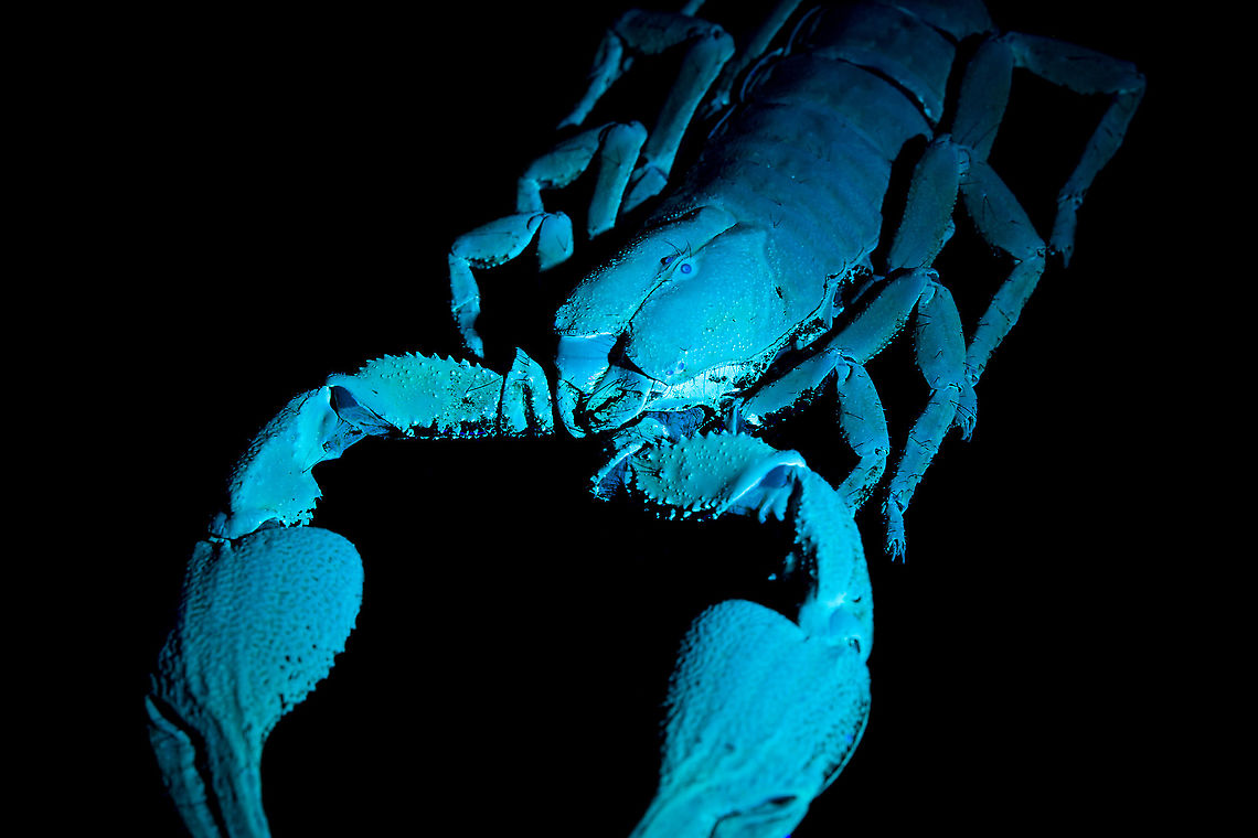 Asian blue forest scorpion - UV frontal Specimen of 15cm, with tail included. Originally from Java.<br />
<br />
Its hard to imagine prey having any chance of detecting this species. It lies in darkness, motionless, whilst being very dark in appearance. It can&#039;t be spotted visually or by movement (vibrations), as they don&#039;t move. When prey is scarce, scorpions are able to slow down their metabolism and survive an entire year on a single insect. Yet still can strike instantly from this low energy state.<br />
<br />
This series shows it with normal light, mixed light (UV + weak LED) and only UV.<br />
<figure class="photo"><a href="https://www.jungledragon.com/image/118114/asian_blue_forest_scorpion.html" title="Asian blue forest scorpion"><img src="https://s3.amazonaws.com/media.jungledragon.com/images/2/118114_thumb.jpg?AWSAccessKeyId=05GMT0V3GWVNE7GGM1R2&Expires=1767225610&Signature=DtDT%2FVFuELHMBsssitlSQeNjFWo%3D" width="200" height="122" alt="Asian blue forest scorpion Specimen of 15cm, with tail included. Originally from Java.<br />
<br />
Its hard to imagine prey having any chance of detecting this species. It lies in darkness, motionless, whilst being very dark in appearance. It can&#039;t be spotted visually or by movement (vibrations), as they don&#039;t move. When prey is scarce, scorpions are able to slow down their metabolism and survive an entire year on a single insect. Yet still can strike instantly from this low energy state.<br />
<br />
This series shows it with normal light, mixed light (UV + weak LED) and only UV.<br />
https://www.jungledragon.com/image/118114/asian_blue_forest_scorpion.html<br />
https://www.jungledragon.com/image/118115/asian_blue_forest_scorpion_-_frontal.html<br />
https://www.jungledragon.com/image/118116/asian_blue_forest_scorpion_-_tail_venom_bulb_stinger.html<br />
https://www.jungledragon.com/image/118117/asian_blue_forest_scorpion_-_pedipals_pincers.html<br />
https://www.jungledragon.com/image/118118/asian_blue_forest_scorpion_-_venom_bulb_stinger.html<br />
https://www.jungledragon.com/image/118119/asian_blue_forest_scorpion_-_uv.html<br />
https://www.jungledragon.com/image/118120/asian_blue_forest_scorpion_-_uv_mixed_full_body.html<br />
https://www.jungledragon.com/image/118121/asian_blue_forest_scorpion_-_uv_fused_head_and_thorax.html<br />
https://www.jungledragon.com/image/118122/asian_blue_forest_scorpion_-_uv_mixed_sideview.html<br />
https://www.jungledragon.com/image/118123/asian_blue_forest_scorpion_-_uv_closeup.html<br />
https://www.jungledragon.com/image/118124/asian_blue_forest_scorpion_-_uv_mixed_-_frontal.html<br />
https://www.jungledragon.com/image/118125/asian_blue_forest_scorpion_-_uv_frontal.html Asian blue forest scorpion,Heesch,Heterometrus cyaneus,Macro" /></a></figure><br />
<figure class="photo"><a href="https://www.jungledragon.com/image/118115/asian_blue_forest_scorpion_-_frontal.html" title="Asian blue forest scorpion - frontal"><img src="https://s3.amazonaws.com/media.jungledragon.com/images/2/118115_thumb.jpg?AWSAccessKeyId=05GMT0V3GWVNE7GGM1R2&Expires=1767225610&Signature=iJ0uscOJLCOm9SKblJ7cmOl7xbU%3D" width="102" height="152" alt="Asian blue forest scorpion - frontal Specimen of 15cm, with tail included. Originally from Java.<br />
<br />
Its hard to imagine prey having any chance of detecting this species. It lies in darkness, motionless, whilst being very dark in appearance. It can&#039;t be spotted visually or by movement (vibrations), as they don&#039;t move. When prey is scarce, scorpions are able to slow down their metabolism and survive an entire year on a single insect. Yet still can strike instantly from this low energy state.<br />
<br />
This series shows it with normal light, mixed light (UV + weak LED) and only UV.<br />
https://www.jungledragon.com/image/118114/asian_blue_forest_scorpion.html<br />
https://www.jungledragon.com/image/118115/asian_blue_forest_scorpion_-_frontal.html<br />
https://www.jungledragon.com/image/118116/asian_blue_forest_scorpion_-_tail_venom_bulb_stinger.html<br />
https://www.jungledragon.com/image/118117/asian_blue_forest_scorpion_-_pedipals_pincers.html<br />
https://www.jungledragon.com/image/118118/asian_blue_forest_scorpion_-_venom_bulb_stinger.html<br />
https://www.jungledragon.com/image/118119/asian_blue_forest_scorpion_-_uv.html<br />
https://www.jungledragon.com/image/118120/asian_blue_forest_scorpion_-_uv_mixed_full_body.html<br />
https://www.jungledragon.com/image/118121/asian_blue_forest_scorpion_-_uv_fused_head_and_thorax.html<br />
https://www.jungledragon.com/image/118122/asian_blue_forest_scorpion_-_uv_mixed_sideview.html<br />
https://www.jungledragon.com/image/118123/asian_blue_forest_scorpion_-_uv_closeup.html<br />
https://www.jungledragon.com/image/118124/asian_blue_forest_scorpion_-_uv_mixed_-_frontal.html<br />
https://www.jungledragon.com/image/118125/asian_blue_forest_scorpion_-_uv_frontal.html Asian blue forest scorpion,Heesch,Heterometrus cyaneus,Macro" /></a></figure><br />
<figure class="photo"><a href="https://www.jungledragon.com/image/118116/asian_blue_forest_scorpion_-_tail_venom_bulb_stinger.html" title="Asian blue forest scorpion - tail, venom bulb, stinger"><img src="https://s3.amazonaws.com/media.jungledragon.com/images/2/118116_thumb.jpg?AWSAccessKeyId=05GMT0V3GWVNE7GGM1R2&Expires=1767225610&Signature=u9WzuJT7rUmYbb1%2FcOub%2BIst2r8%3D" width="100" height="152" alt="Asian blue forest scorpion - tail, venom bulb, stinger Specimen of 15cm, with tail included. Originally from Java.<br />
<br />
Its hard to imagine prey having any chance of detecting this species. It lies in darkness, motionless, whilst being very dark in appearance. It can&#039;t be spotted visually or by movement (vibrations), as they don&#039;t move. When prey is scarce, scorpions are able to slow down their metabolism and survive an entire year on a single insect. Yet still can strike instantly from this low energy state.<br />
<br />
This series shows it with normal light, mixed light (UV + weak LED) and only UV.<br />
https://www.jungledragon.com/image/118114/asian_blue_forest_scorpion.html<br />
https://www.jungledragon.com/image/118115/asian_blue_forest_scorpion_-_frontal.html<br />
https://www.jungledragon.com/image/118116/asian_blue_forest_scorpion_-_tail_venom_bulb_stinger.html<br />
https://www.jungledragon.com/image/118117/asian_blue_forest_scorpion_-_pedipals_pincers.html<br />
https://www.jungledragon.com/image/118118/asian_blue_forest_scorpion_-_venom_bulb_stinger.html<br />
https://www.jungledragon.com/image/118119/asian_blue_forest_scorpion_-_uv.html<br />
https://www.jungledragon.com/image/118120/asian_blue_forest_scorpion_-_uv_mixed_full_body.html<br />
https://www.jungledragon.com/image/118121/asian_blue_forest_scorpion_-_uv_fused_head_and_thorax.html<br />
https://www.jungledragon.com/image/118122/asian_blue_forest_scorpion_-_uv_mixed_sideview.html<br />
https://www.jungledragon.com/image/118123/asian_blue_forest_scorpion_-_uv_closeup.html<br />
https://www.jungledragon.com/image/118124/asian_blue_forest_scorpion_-_uv_mixed_-_frontal.html<br />
https://www.jungledragon.com/image/118125/asian_blue_forest_scorpion_-_uv_frontal.html Asian blue forest scorpion,Heesch,Heterometrus cyaneus,Macro" /></a></figure><br />
<figure class="photo"><a href="https://www.jungledragon.com/image/118117/asian_blue_forest_scorpion_-_pedipals_pincers.html" title="Asian blue forest scorpion - Pedipals (pincers)"><img src="https://s3.amazonaws.com/media.jungledragon.com/images/2/118117_thumb.jpg?AWSAccessKeyId=05GMT0V3GWVNE7GGM1R2&Expires=1767225610&Signature=mFY6lsd73VD%2Bp%2BywFG%2BNzih1JxE%3D" width="200" height="138" alt="Asian blue forest scorpion - Pedipals (pincers) Specimen of 15cm, with tail included. Originally from Java.<br />
<br />
Its hard to imagine prey having any chance of detecting this species. It lies in darkness, motionless, whilst being very dark in appearance. It can&#039;t be spotted visually or by movement (vibrations), as they don&#039;t move. When prey is scarce, scorpions are able to slow down their metabolism and survive an entire year on a single insect. Yet still can strike instantly from this low energy state.<br />
<br />
This series shows it with normal light, mixed light (UV + weak LED) and only UV.<br />
https://www.jungledragon.com/image/118114/asian_blue_forest_scorpion.html<br />
https://www.jungledragon.com/image/118115/asian_blue_forest_scorpion_-_frontal.html<br />
https://www.jungledragon.com/image/118116/asian_blue_forest_scorpion_-_tail_venom_bulb_stinger.html<br />
https://www.jungledragon.com/image/118117/asian_blue_forest_scorpion_-_pedipals_pincers.html<br />
https://www.jungledragon.com/image/118118/asian_blue_forest_scorpion_-_venom_bulb_stinger.html<br />
https://www.jungledragon.com/image/118119/asian_blue_forest_scorpion_-_uv.html<br />
https://www.jungledragon.com/image/118120/asian_blue_forest_scorpion_-_uv_mixed_full_body.html<br />
https://www.jungledragon.com/image/118121/asian_blue_forest_scorpion_-_uv_fused_head_and_thorax.html<br />
https://www.jungledragon.com/image/118122/asian_blue_forest_scorpion_-_uv_mixed_sideview.html<br />
https://www.jungledragon.com/image/118123/asian_blue_forest_scorpion_-_uv_closeup.html<br />
https://www.jungledragon.com/image/118124/asian_blue_forest_scorpion_-_uv_mixed_-_frontal.html<br />
https://www.jungledragon.com/image/118125/asian_blue_forest_scorpion_-_uv_frontal.html Asian blue forest scorpion,Heesch,Heterometrus cyaneus,Macro" /></a></figure><br />
<figure class="photo"><a href="https://www.jungledragon.com/image/118118/asian_blue_forest_scorpion_-_venom_bulb_stinger.html" title="Asian blue forest scorpion - venom bulb, stinger"><img src="https://s3.amazonaws.com/media.jungledragon.com/images/2/118118_thumb.jpg?AWSAccessKeyId=05GMT0V3GWVNE7GGM1R2&Expires=1767225610&Signature=YUnJ0XEvc0bJ8EZDXV1RSQH8r6E%3D" width="142" height="152" alt="Asian blue forest scorpion - venom bulb, stinger Specimen of 15cm, with tail included. Originally from Java.<br />
<br />
Its hard to imagine prey having any chance of detecting this species. It lies in darkness, motionless, whilst being very dark in appearance. It can&#039;t be spotted visually or by movement (vibrations), as they don&#039;t move. When prey is scarce, scorpions are able to slow down their metabolism and survive an entire year on a single insect. Yet still can strike instantly from this low energy state.<br />
<br />
This series shows it with normal light, mixed light (UV + weak LED) and only UV.<br />
https://www.jungledragon.com/image/118114/asian_blue_forest_scorpion.html<br />
https://www.jungledragon.com/image/118115/asian_blue_forest_scorpion_-_frontal.html<br />
https://www.jungledragon.com/image/118116/asian_blue_forest_scorpion_-_tail_venom_bulb_stinger.html<br />
https://www.jungledragon.com/image/118117/asian_blue_forest_scorpion_-_pedipals_pincers.html<br />
https://www.jungledragon.com/image/118118/asian_blue_forest_scorpion_-_venom_bulb_stinger.html<br />
https://www.jungledragon.com/image/118119/asian_blue_forest_scorpion_-_uv.html<br />
https://www.jungledragon.com/image/118120/asian_blue_forest_scorpion_-_uv_mixed_full_body.html<br />
https://www.jungledragon.com/image/118121/asian_blue_forest_scorpion_-_uv_fused_head_and_thorax.html<br />
https://www.jungledragon.com/image/118122/asian_blue_forest_scorpion_-_uv_mixed_sideview.html<br />
https://www.jungledragon.com/image/118123/asian_blue_forest_scorpion_-_uv_closeup.html<br />
https://www.jungledragon.com/image/118124/asian_blue_forest_scorpion_-_uv_mixed_-_frontal.html<br />
https://www.jungledragon.com/image/118125/asian_blue_forest_scorpion_-_uv_frontal.html Asian blue forest scorpion,Heesch,Heterometrus cyaneus,Macro" /></a></figure><br />
<figure class="photo"><a href="https://www.jungledragon.com/image/118119/asian_blue_forest_scorpion_-_uv.html" title="Asian blue forest scorpion - UV"><img src="https://s3.amazonaws.com/media.jungledragon.com/images/2/118119_thumb.jpg?AWSAccessKeyId=05GMT0V3GWVNE7GGM1R2&Expires=1767225610&Signature=uWnqy1iTgz%2FzI3KsblVuxDFcIBE%3D" width="200" height="134" alt="Asian blue forest scorpion - UV Specimen of 15cm, with tail included. Originally from Java.<br />
<br />
Its hard to imagine prey having any chance of detecting this species. It lies in darkness, motionless, whilst being very dark in appearance. It can&#039;t be spotted visually or by movement (vibrations), as they don&#039;t move. When prey is scarce, scorpions are able to slow down their metabolism and survive an entire year on a single insect. Yet still can strike instantly from this low energy state.<br />
<br />
This series shows it with normal light, mixed light (UV + weak LED) and only UV.<br />
https://www.jungledragon.com/image/118114/asian_blue_forest_scorpion.html<br />
https://www.jungledragon.com/image/118115/asian_blue_forest_scorpion_-_frontal.html<br />
https://www.jungledragon.com/image/118116/asian_blue_forest_scorpion_-_tail_venom_bulb_stinger.html<br />
https://www.jungledragon.com/image/118117/asian_blue_forest_scorpion_-_pedipals_pincers.html<br />
https://www.jungledragon.com/image/118118/asian_blue_forest_scorpion_-_venom_bulb_stinger.html<br />
https://www.jungledragon.com/image/118119/asian_blue_forest_scorpion_-_uv.html<br />
https://www.jungledragon.com/image/118120/asian_blue_forest_scorpion_-_uv_mixed_full_body.html<br />
https://www.jungledragon.com/image/118121/asian_blue_forest_scorpion_-_uv_fused_head_and_thorax.html<br />
https://www.jungledragon.com/image/118122/asian_blue_forest_scorpion_-_uv_mixed_sideview.html<br />
https://www.jungledragon.com/image/118123/asian_blue_forest_scorpion_-_uv_closeup.html<br />
https://www.jungledragon.com/image/118124/asian_blue_forest_scorpion_-_uv_mixed_-_frontal.html<br />
https://www.jungledragon.com/image/118125/asian_blue_forest_scorpion_-_uv_frontal.html Asian blue forest scorpion,Heterometrus cyaneus,Scorpion,Ultra Violet Light" /></a></figure><br />
<figure class="photo"><a href="https://www.jungledragon.com/image/118120/asian_blue_forest_scorpion_-_uv_mixed_full_body.html" title="Asian blue forest scorpion - UV mixed (full body)"><img src="https://s3.amazonaws.com/media.jungledragon.com/images/2/118120_thumb.jpg?AWSAccessKeyId=05GMT0V3GWVNE7GGM1R2&Expires=1767225610&Signature=dIS7Ta0GLGLJnFmBL5%2Facigbiww%3D" width="102" height="152" alt="Asian blue forest scorpion - UV mixed (full body) Specimen of 15cm, with tail included. Originally from Java.<br />
<br />
Its hard to imagine prey having any chance of detecting this species. It lies in darkness, motionless, whilst being very dark in appearance. It can&#039;t be spotted visually or by movement (vibrations), as they don&#039;t move. When prey is scarce, scorpions are able to slow down their metabolism and survive an entire year on a single insect. Yet still can strike instantly from this low energy state.<br />
<br />
This series shows it with normal light, mixed light (UV + weak LED) and only UV.<br />
https://www.jungledragon.com/image/118114/asian_blue_forest_scorpion.html<br />
https://www.jungledragon.com/image/118115/asian_blue_forest_scorpion_-_frontal.html<br />
https://www.jungledragon.com/image/118116/asian_blue_forest_scorpion_-_tail_venom_bulb_stinger.html<br />
https://www.jungledragon.com/image/118117/asian_blue_forest_scorpion_-_pedipals_pincers.html<br />
https://www.jungledragon.com/image/118118/asian_blue_forest_scorpion_-_venom_bulb_stinger.html<br />
https://www.jungledragon.com/image/118119/asian_blue_forest_scorpion_-_uv.html<br />
https://www.jungledragon.com/image/118120/asian_blue_forest_scorpion_-_uv_mixed_full_body.html<br />
https://www.jungledragon.com/image/118121/asian_blue_forest_scorpion_-_uv_fused_head_and_thorax.html<br />
https://www.jungledragon.com/image/118122/asian_blue_forest_scorpion_-_uv_mixed_sideview.html<br />
https://www.jungledragon.com/image/118123/asian_blue_forest_scorpion_-_uv_closeup.html<br />
https://www.jungledragon.com/image/118124/asian_blue_forest_scorpion_-_uv_mixed_-_frontal.html<br />
https://www.jungledragon.com/image/118125/asian_blue_forest_scorpion_-_uv_frontal.html Asian blue forest scorpion,Heterometrus cyaneus,Scorpion" /></a></figure><br />
<figure class="photo"><a href="https://www.jungledragon.com/image/118121/asian_blue_forest_scorpion_-_uv_fused_head_and_thorax.html" title="Asian blue forest scorpion - UV (fused head and thorax)"><img src="https://s3.amazonaws.com/media.jungledragon.com/images/2/118121_thumb.jpg?AWSAccessKeyId=05GMT0V3GWVNE7GGM1R2&Expires=1767225610&Signature=9uP2QP%2BU7Htla85X72zp4lyl2s4%3D" width="108" height="152" alt="Asian blue forest scorpion - UV (fused head and thorax) Specimen of 15cm, with tail included. Originally from Java.<br />
<br />
Its hard to imagine prey having any chance of detecting this species. It lies in darkness, motionless, whilst being very dark in appearance. It can&#039;t be spotted visually or by movement (vibrations), as they don&#039;t move. When prey is scarce, scorpions are able to slow down their metabolism and survive an entire year on a single insect. Yet still can strike instantly from this low energy state.<br />
<br />
This series shows it with normal light, mixed light (UV + weak LED) and only UV.<br />
https://www.jungledragon.com/image/118114/asian_blue_forest_scorpion.html<br />
https://www.jungledragon.com/image/118115/asian_blue_forest_scorpion_-_frontal.html<br />
https://www.jungledragon.com/image/118116/asian_blue_forest_scorpion_-_tail_venom_bulb_stinger.html<br />
https://www.jungledragon.com/image/118117/asian_blue_forest_scorpion_-_pedipals_pincers.html<br />
https://www.jungledragon.com/image/118118/asian_blue_forest_scorpion_-_venom_bulb_stinger.html<br />
https://www.jungledragon.com/image/118119/asian_blue_forest_scorpion_-_uv.html<br />
https://www.jungledragon.com/image/118120/asian_blue_forest_scorpion_-_uv_mixed_full_body.html<br />
https://www.jungledragon.com/image/118121/asian_blue_forest_scorpion_-_uv_fused_head_and_thorax.html<br />
https://www.jungledragon.com/image/118122/asian_blue_forest_scorpion_-_uv_mixed_sideview.html<br />
https://www.jungledragon.com/image/118123/asian_blue_forest_scorpion_-_uv_closeup.html<br />
https://www.jungledragon.com/image/118124/asian_blue_forest_scorpion_-_uv_mixed_-_frontal.html<br />
https://www.jungledragon.com/image/118125/asian_blue_forest_scorpion_-_uv_frontal.html Asian blue forest scorpion,Extreme Macro Portraits,Heterometrus cyaneus,Scorpion,Ultra Violet Light" /></a></figure><br />
<figure class="photo"><a href="https://www.jungledragon.com/image/118122/asian_blue_forest_scorpion_-_uv_mixed_sideview.html" title="Asian blue forest scorpion - UV mixed sideview"><img src="https://s3.amazonaws.com/media.jungledragon.com/images/2/118122_thumb.jpg?AWSAccessKeyId=05GMT0V3GWVNE7GGM1R2&Expires=1767225610&Signature=DN9tOhBYKmbwQT8AMveo9H09lxM%3D" width="200" height="134" alt="Asian blue forest scorpion - UV mixed sideview Specimen of 15cm, with tail included. Originally from Java.<br />
<br />
Its hard to imagine prey having any chance of detecting this species. It lies in darkness, motionless, whilst being very dark in appearance. It can&#039;t be spotted visually or by movement (vibrations), as they don&#039;t move. When prey is scarce, scorpions are able to slow down their metabolism and survive an entire year on a single insect. Yet still can strike instantly from this low energy state.<br />
<br />
This series shows it with normal light, mixed light (UV + weak LED) and only UV.<br />
https://www.jungledragon.com/image/118114/asian_blue_forest_scorpion.html<br />
https://www.jungledragon.com/image/118115/asian_blue_forest_scorpion_-_frontal.html<br />
https://www.jungledragon.com/image/118116/asian_blue_forest_scorpion_-_tail_venom_bulb_stinger.html<br />
https://www.jungledragon.com/image/118117/asian_blue_forest_scorpion_-_pedipals_pincers.html<br />
https://www.jungledragon.com/image/118118/asian_blue_forest_scorpion_-_venom_bulb_stinger.html<br />
https://www.jungledragon.com/image/118119/asian_blue_forest_scorpion_-_uv.html<br />
https://www.jungledragon.com/image/118120/asian_blue_forest_scorpion_-_uv_mixed_full_body.html<br />
https://www.jungledragon.com/image/118121/asian_blue_forest_scorpion_-_uv_fused_head_and_thorax.html<br />
https://www.jungledragon.com/image/118122/asian_blue_forest_scorpion_-_uv_mixed_sideview.html<br />
https://www.jungledragon.com/image/118123/asian_blue_forest_scorpion_-_uv_closeup.html<br />
https://www.jungledragon.com/image/118124/asian_blue_forest_scorpion_-_uv_mixed_-_frontal.html<br />
https://www.jungledragon.com/image/118125/asian_blue_forest_scorpion_-_uv_frontal.html Asian blue forest scorpion,Heterometrus cyaneus,Scorpion" /></a></figure><br />
<figure class="photo"><a href="https://www.jungledragon.com/image/118123/asian_blue_forest_scorpion_-_uv_closeup.html" title="Asian blue forest scorpion - UV closeup"><img src="https://s3.amazonaws.com/media.jungledragon.com/images/2/118123_thumb.jpg?AWSAccessKeyId=05GMT0V3GWVNE7GGM1R2&Expires=1767225610&Signature=aRZqzCCA%2Fr5wM9Wu3syib%2BK1Z%2Fk%3D" width="200" height="134" alt="Asian blue forest scorpion - UV closeup Specimen of 15cm, with tail included. Originally from Java.<br />
<br />
Its hard to imagine prey having any chance of detecting this species. It lies in darkness, motionless, whilst being very dark in appearance. It can&#039;t be spotted visually or by movement (vibrations), as they don&#039;t move. When prey is scarce, scorpions are able to slow down their metabolism and survive an entire year on a single insect. Yet still can strike instantly from this low energy state.<br />
<br />
This series shows it with normal light, mixed light (UV + weak LED) and only UV.<br />
https://www.jungledragon.com/image/118114/asian_blue_forest_scorpion.html<br />
https://www.jungledragon.com/image/118115/asian_blue_forest_scorpion_-_frontal.html<br />
https://www.jungledragon.com/image/118116/asian_blue_forest_scorpion_-_tail_venom_bulb_stinger.html<br />
https://www.jungledragon.com/image/118117/asian_blue_forest_scorpion_-_pedipals_pincers.html<br />
https://www.jungledragon.com/image/118118/asian_blue_forest_scorpion_-_venom_bulb_stinger.html<br />
https://www.jungledragon.com/image/118119/asian_blue_forest_scorpion_-_uv.html<br />
https://www.jungledragon.com/image/118120/asian_blue_forest_scorpion_-_uv_mixed_full_body.html<br />
https://www.jungledragon.com/image/118121/asian_blue_forest_scorpion_-_uv_fused_head_and_thorax.html<br />
https://www.jungledragon.com/image/118122/asian_blue_forest_scorpion_-_uv_mixed_sideview.html<br />
https://www.jungledragon.com/image/118123/asian_blue_forest_scorpion_-_uv_closeup.html<br />
https://www.jungledragon.com/image/118124/asian_blue_forest_scorpion_-_uv_mixed_-_frontal.html<br />
https://www.jungledragon.com/image/118125/asian_blue_forest_scorpion_-_uv_frontal.html Asian blue forest scorpion,Heterometrus cyaneus,Scorpion,Ultra Violet Light" /></a></figure><br />
<figure class="photo"><a href="https://www.jungledragon.com/image/118124/asian_blue_forest_scorpion_-_uv_mixed_-_frontal.html" title="Asian blue forest scorpion - UV mixed - frontal"><img src="https://s3.amazonaws.com/media.jungledragon.com/images/2/118124_thumb.jpg?AWSAccessKeyId=05GMT0V3GWVNE7GGM1R2&Expires=1767225610&Signature=li6rDhLg%2BJGP7wNPbE%2FNgZnpFks%3D" width="200" height="134" alt="Asian blue forest scorpion - UV mixed - frontal Specimen of 15cm, with tail included. Originally from Java.<br />
<br />
Its hard to imagine prey having any chance of detecting this species. It lies in darkness, motionless, whilst being very dark in appearance. It can&#039;t be spotted visually or by movement (vibrations), as they don&#039;t move. When prey is scarce, scorpions are able to slow down their metabolism and survive an entire year on a single insect. Yet still can strike instantly from this low energy state.<br />
<br />
This series shows it with normal light, mixed light (UV + weak LED) and only UV.<br />
https://www.jungledragon.com/image/118114/asian_blue_forest_scorpion.html<br />
https://www.jungledragon.com/image/118115/asian_blue_forest_scorpion_-_frontal.html<br />
https://www.jungledragon.com/image/118116/asian_blue_forest_scorpion_-_tail_venom_bulb_stinger.html<br />
https://www.jungledragon.com/image/118117/asian_blue_forest_scorpion_-_pedipals_pincers.html<br />
https://www.jungledragon.com/image/118118/asian_blue_forest_scorpion_-_venom_bulb_stinger.html<br />
https://www.jungledragon.com/image/118119/asian_blue_forest_scorpion_-_uv.html<br />
https://www.jungledragon.com/image/118120/asian_blue_forest_scorpion_-_uv_mixed_full_body.html<br />
https://www.jungledragon.com/image/118121/asian_blue_forest_scorpion_-_uv_fused_head_and_thorax.html<br />
https://www.jungledragon.com/image/118122/asian_blue_forest_scorpion_-_uv_mixed_sideview.html<br />
https://www.jungledragon.com/image/118123/asian_blue_forest_scorpion_-_uv_closeup.html<br />
https://www.jungledragon.com/image/118124/asian_blue_forest_scorpion_-_uv_mixed_-_frontal.html<br />
https://www.jungledragon.com/image/118125/asian_blue_forest_scorpion_-_uv_frontal.html Asian blue forest scorpion,Heterometrus cyaneus,Scorpion" /></a></figure><br />
<figure class="photo"><a href="https://www.jungledragon.com/image/118125/asian_blue_forest_scorpion_-_uv_frontal.html" title="Asian blue forest scorpion - UV frontal"><img src="https://s3.amazonaws.com/media.jungledragon.com/images/2/118125_thumb.jpg?AWSAccessKeyId=05GMT0V3GWVNE7GGM1R2&Expires=1767225610&Signature=4QiAZda%2Bpcdju5becW8lzJwMVSc%3D" width="200" height="134" alt="Asian blue forest scorpion - UV frontal Specimen of 15cm, with tail included. Originally from Java.<br />
<br />
Its hard to imagine prey having any chance of detecting this species. It lies in darkness, motionless, whilst being very dark in appearance. It can&#039;t be spotted visually or by movement (vibrations), as they don&#039;t move. When prey is scarce, scorpions are able to slow down their metabolism and survive an entire year on a single insect. Yet still can strike instantly from this low energy state.<br />
<br />
This series shows it with normal light, mixed light (UV + weak LED) and only UV.<br />
https://www.jungledragon.com/image/118114/asian_blue_forest_scorpion.html<br />
https://www.jungledragon.com/image/118115/asian_blue_forest_scorpion_-_frontal.html<br />
https://www.jungledragon.com/image/118116/asian_blue_forest_scorpion_-_tail_venom_bulb_stinger.html<br />
https://www.jungledragon.com/image/118117/asian_blue_forest_scorpion_-_pedipals_pincers.html<br />
https://www.jungledragon.com/image/118118/asian_blue_forest_scorpion_-_venom_bulb_stinger.html<br />
https://www.jungledragon.com/image/118119/asian_blue_forest_scorpion_-_uv.html<br />
https://www.jungledragon.com/image/118120/asian_blue_forest_scorpion_-_uv_mixed_full_body.html<br />
https://www.jungledragon.com/image/118121/asian_blue_forest_scorpion_-_uv_fused_head_and_thorax.html<br />
https://www.jungledragon.com/image/118122/asian_blue_forest_scorpion_-_uv_mixed_sideview.html<br />
https://www.jungledragon.com/image/118123/asian_blue_forest_scorpion_-_uv_closeup.html<br />
https://www.jungledragon.com/image/118124/asian_blue_forest_scorpion_-_uv_mixed_-_frontal.html<br />
https://www.jungledragon.com/image/118125/asian_blue_forest_scorpion_-_uv_frontal.html Asian blue forest scorpion,Heterometrus cyaneus,Scorpion" /></a></figure> Asian blue forest scorpion,Heterometrus cyaneus,Scorpion