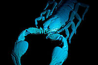 Asian blue forest scorpion - UV frontal Specimen of 15cm, with tail included. Originally from Java.<br />
<br />
Its hard to imagine prey having any chance of detecting this species. It lies in darkness, motionless, whilst being very dark in appearance. It can't be spotted visually or by movement (vibrations), as they don't move. When prey is scarce, scorpions are able to slow down their metabolism and survive an entire year on a single insect. Yet still can strike instantly from this low energy state.<br />
<br />
This series shows it with normal light, mixed light (UV + weak LED) and only UV.<br />
https://www.jungledragon.com/image/118114/asian_blue_forest_scorpion.html<br />
https://www.jungledragon.com/image/118115/asian_blue_forest_scorpion_-_frontal.html<br />
https://www.jungledragon.com/image/118116/asian_blue_forest_scorpion_-_tail_venom_bulb_stinger.html<br />
https://www.jungledragon.com/image/118117/asian_blue_forest_scorpion_-_pedipals_pincers.html<br />
https://www.jungledragon.com/image/118118/asian_blue_forest_scorpion_-_venom_bulb_stinger.html<br />
https://www.jungledragon.com/image/118119/asian_blue_forest_scorpion_-_uv.html<br />
https://www.jungledragon.com/image/118120/asian_blue_forest_scorpion_-_uv_mixed_full_body.html<br />
https://www.jungledragon.com/image/118121/asian_blue_forest_scorpion_-_uv_fused_head_and_thorax.html<br />
https://www.jungledragon.com/image/118122/asian_blue_forest_scorpion_-_uv_mixed_sideview.html<br />
https://www.jungledragon.com/image/118123/asian_blue_forest_scorpion_-_uv_closeup.html<br />
https://www.jungledragon.com/image/118124/asian_blue_forest_scorpion_-_uv_mixed_-_frontal.html<br />
https://www.jungledragon.com/image/118125/asian_blue_forest_scorpion_-_uv_frontal.html Asian blue forest scorpion,Heterometrus cyaneus,Scorpion