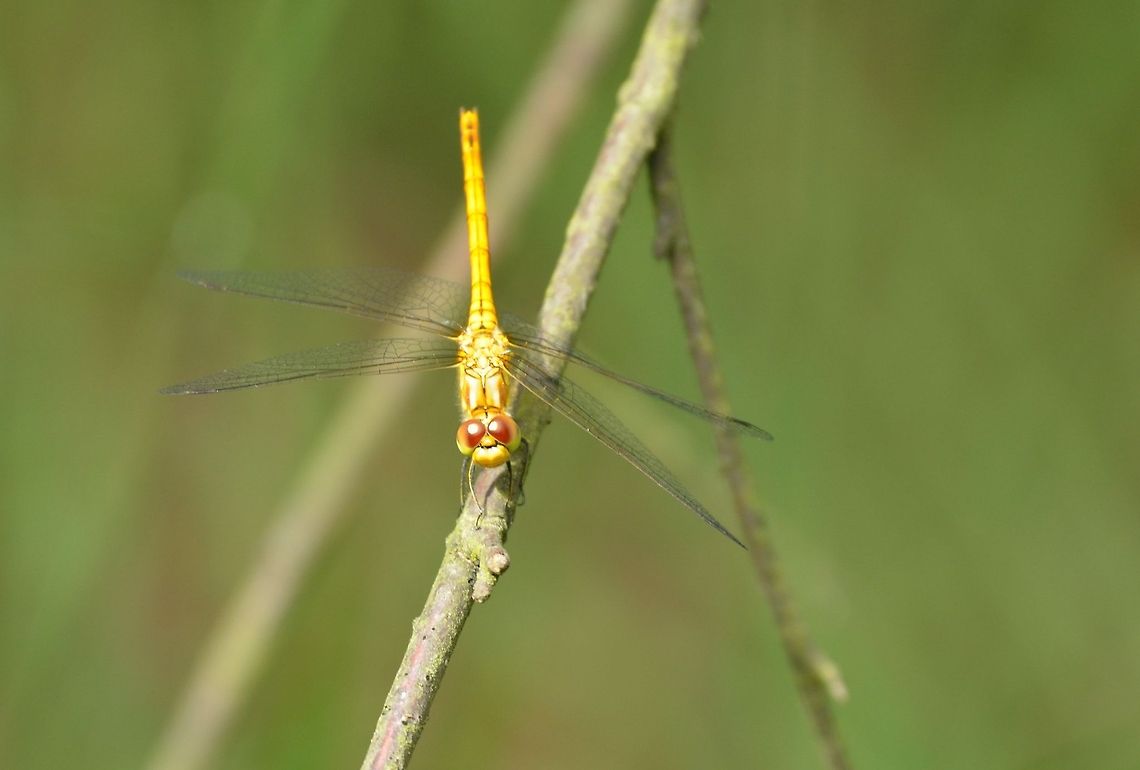 Vagrant Darter inviting for a closeup  Sympetrum vulgatum,Vagrant Darter