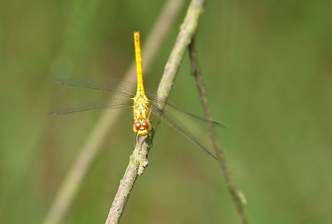 Vagrant Darter inviting for a closeup  Sympetrum vulgatum,Vagrant Darter