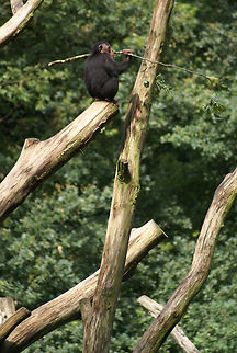 Chimpanzee building a bridge A chimpanzee in the Arnhem zoo plays with a stick whilst being on the edge of an old tree. Arnhem Zoo,Common chimpanzee,Mammalia,Monkeys,Pan troglodytes