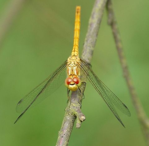 Vagrant Darter closeup I cant call this a true macro, as I used the 400mm on this one. I then switched lenzes, so bigger closeups will follow. Sympetrum vulgatum,Vagrant Darter
