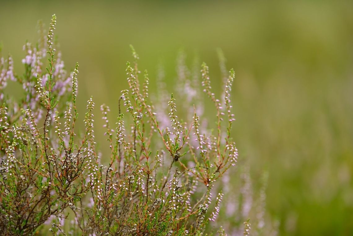 Purple is coming During the peak of summer, this calluna on a field I regularly visit is already turning purple. Soon, the entire field will bleed purple. Calluna vulgaris,calluna