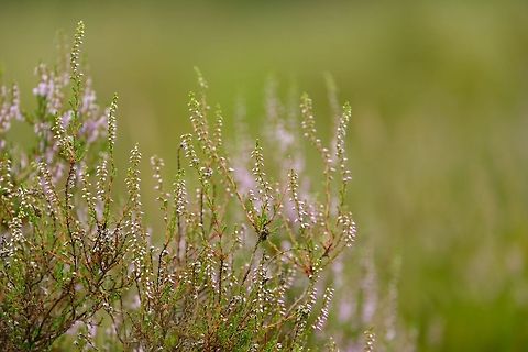 Purple is coming During the peak of summer, this calluna on a field I regularly visit is already turning purple. Soon, the entire field will bleed purple. Calluna vulgaris,calluna