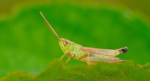 Lesser marsh grasshopper side view 200% crop, and still over 3000 pixels of width left :) Chorthippus albomarginatus,Lesser marsh grasshopper