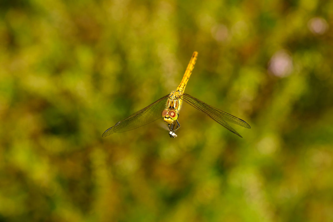 Vagrant Darter in mid-air Well, not really, but it looks that way. This is a top view of a Vagrant Darter, due to the small depth of field, it seems to be floating almost. Heesch,Macro,Sympetrum vulgatum,Vagrant Darter