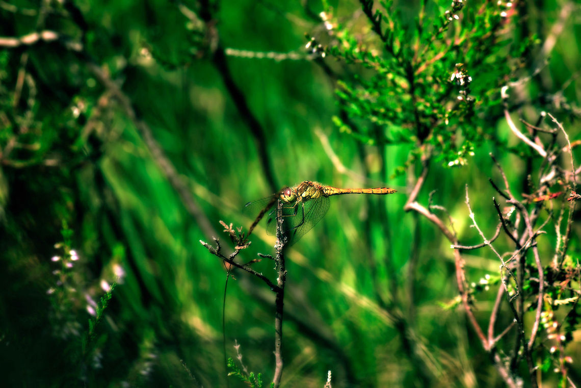 Vagrant Darter world I have an obsession with getting close to wildlife, whether using macro or big tele zooms. In this case I constrained myself and gave this darter some room, enough to show a glimpse of its world. Heesch,Macro,Sympetrum vulgatum,Vagrant Darter