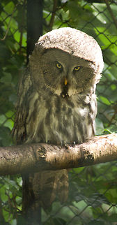 Epic Great Grey Owl A Great Grey Owl stares in the camera whilst sitting on a branch. They have an enormous head that acts like a radar to trace prey. Arnhem Zoo,Birds,Great Grey Owl,Lapland Owl,Owl,Strix nebulosa