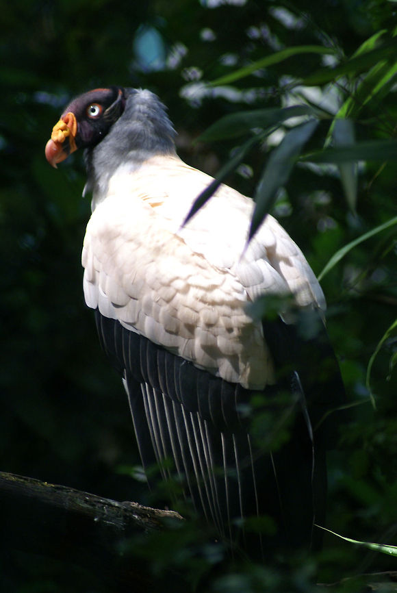 King vulture, death by beauty A glorious scavenger, the King Vulture, on display. Arnhem Zoo,Birds,King Vulture,Sarcoramphus papa,Vulture