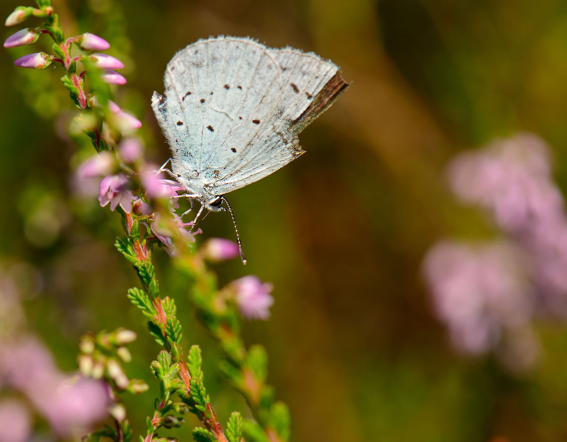 Holly Blue on purple/pink plant  Celastrina argiolus,Heesch,Holly Blue,Macro