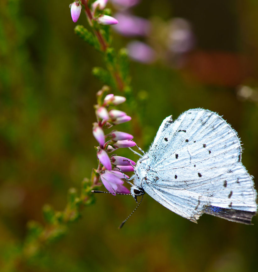 Holly Blue on purple/pink flower  Celastrina argiolus,Heesch,Holly Blue,Macro