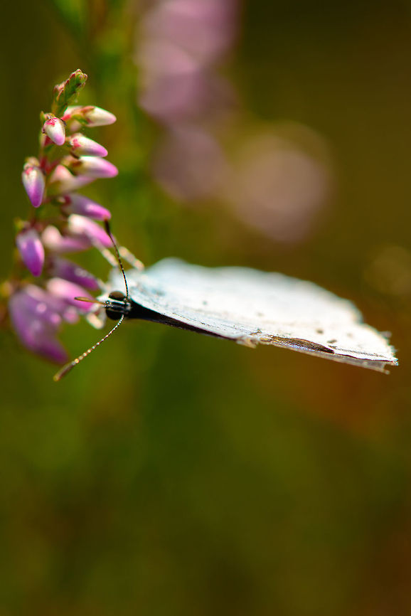 Holly Blue feeding horizontally  Celastrina argiolus,Heesch,Holly Blue,Macro