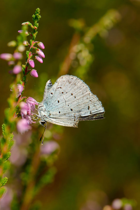 Holly Blue feeding Check it out in fullscreen mode to see it use its curly tongue to feed on this flower. Celastrina argiolus,Heesch,Holly Blue,Macro