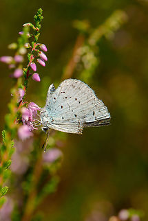 Holly Blue feeding Check it out in fullscreen mode to see it use its curly tongue to feed on this flower. Celastrina argiolus,Heesch,Holly Blue,Macro
