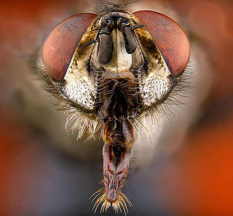 Sarcophaga carnaria - head Found dead on the garden floor. This is a 4.5:1 magnification of the head, also clearly showing the proboscis (tongue-like appendage). Common flesh fly,Extreme Macro,Extreme Macro Portraits,Sarcophaga carnaria