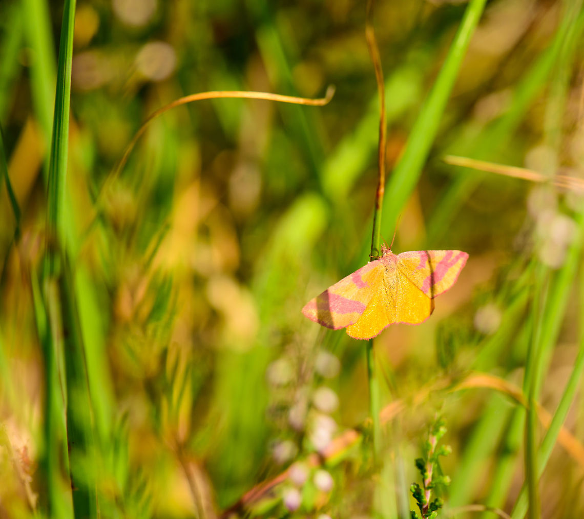Purple-barred Yellow in Heesch, Netherlands  Heesch,Lythria cruentaria,Macro