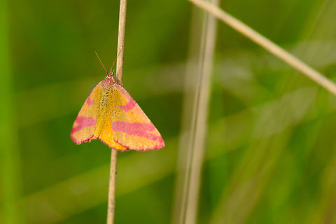 Purple-barred Yellow in Heesch, Netherlands closeup  Heesch,Lythria cruentaria,Macro,Purple-barred Yellow
