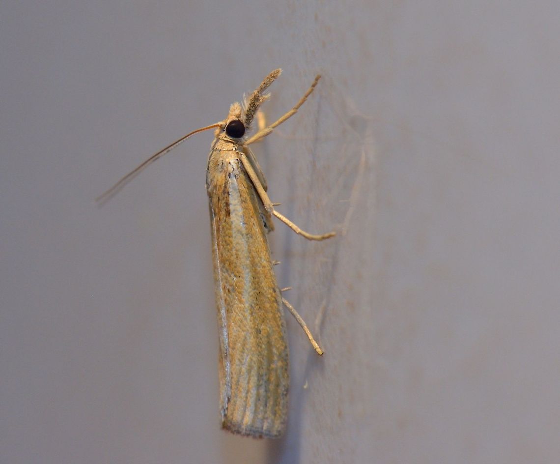 Kitchen moth This one came flying in last night and settled on our kitchen wall. Agriphila tristella,insects,macro,moths