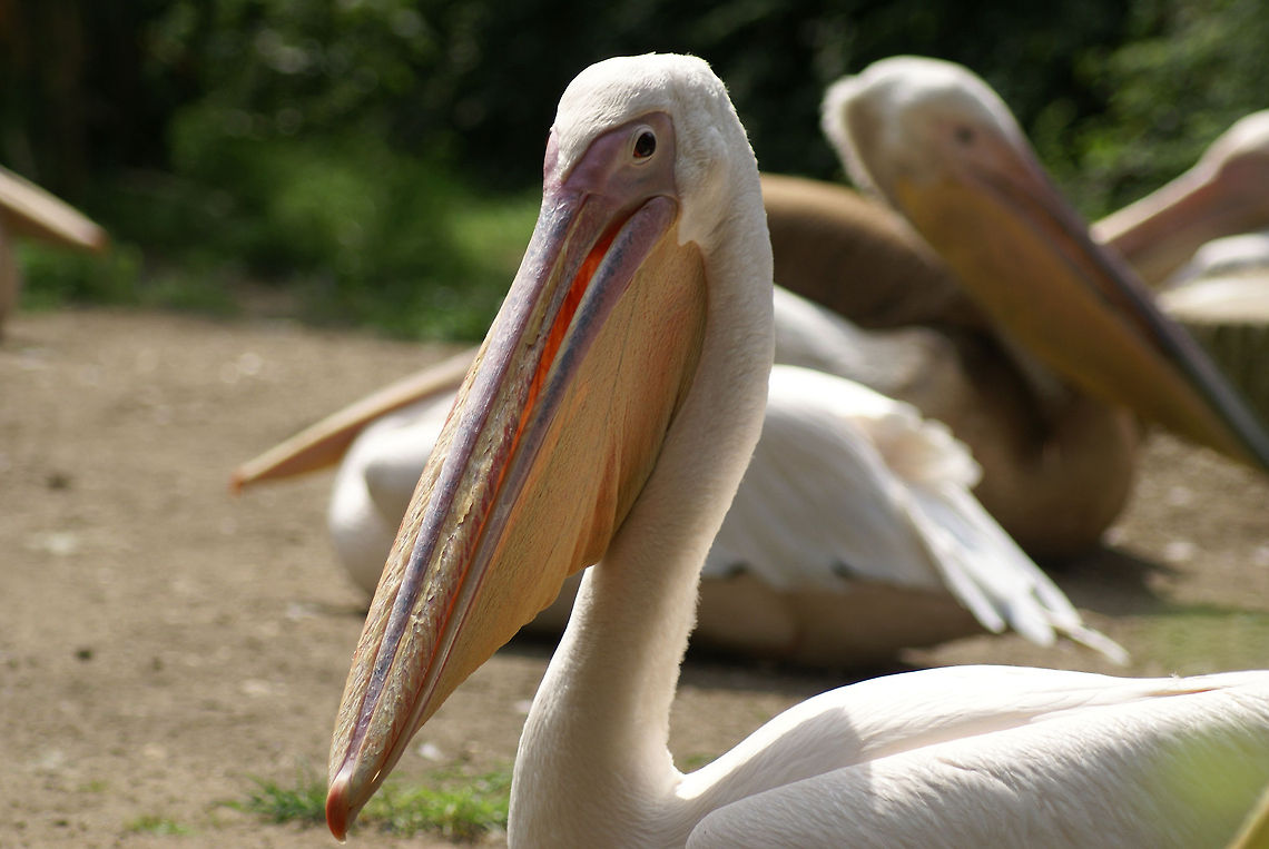 Great White Pelican closeup A Great White Pelican at the Arnhem zoo with other pelicans in the background. Arnhem Zoo,Aves,Eastern White Pelican,Great White Pelican,Pelecanus Onocrotalus,Pelecanus onocrotalus,Pelican