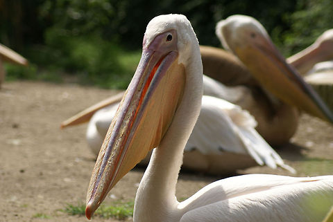 Great White Pelican closeup A Great White Pelican at the Arnhem zoo with other pelicans in the background. Arnhem Zoo,Aves,Eastern White Pelican,Great White Pelican,Pelecanus Onocrotalus,Pelecanus onocrotalus,Pelican