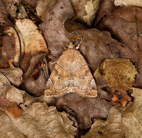 Dun-bar / European Dun-bar, Heeswijk-Dintherse Bossen, Netherlands It's going to be a time struggle for me to contribute anything to this year's Moth Week, but did manage to do a short trip today and have at least one :)

This is a daytime active moth. It just happen to land on the forest floor in front of me, probably because I accidentally disturbed it as I passed by.
https://www.jungledragon.com/image/118623/dun-bar_european_dun-bar_in_habitat_heeswijk-dintherse_bossen_netherlands.html Cosmia trapezina,Dun-bar,Europe,Heeswijk-Dinther,International Moth Week,Moth,Moth Week,Moth Week 2021,National Moth Week,Netherlands,World