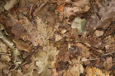 Dun-bar / European Dun-bar in habitat, Heeswijk-Dintherse Bossen, Netherlands Habitat shot.

It's going to be a time struggle for me to contribute anything to this year's Moth Week, but did manage to do a short trip today and have at least one :)

This is a daytime active moth. It just happen to land on the forest floor in front of me, probably because I accidentally disturbed it as I passed by.
https://www.jungledragon.com/image/118622/dun-bar_european_dun-bar_heeswijk-dintherse_bossen_netherlands.html Cosmia trapezina,Dun-bar,Europe,Heeswijk-Dinther,International Moth Week,Moth,Moth Week,Moth Week 2021,National Moth Week,Netherlands,World