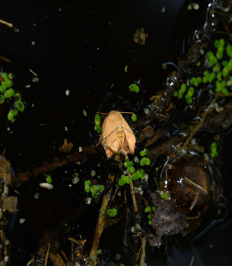 Festoon - swimming, Heeswijk-Dintherse Bossen, Netherlands Sorry for the poor photo, I couldn't reach closer as this moth was swimming in the middle of a pond.<br />
<figure class="photo"><a href="https://www.jungledragon.com/image/118628/festoon_-_drying_heeswijk-dintherse_bossen_netherlands.html" title="Festoon - drying, Heeswijk-Dintherse Bossen, Netherlands"><img src="https://s3.amazonaws.com/media.jungledragon.com/images/2/118628_thumb.jpg?AWSAccessKeyId=05GMT0V3GWVNE7GGM1R2&Expires=1770854410&Signature=JtqdJRcksZEdBQCDkgPWWIrRzS4%3D" width="140" height="152" alt="Festoon - drying, Heeswijk-Dintherse Bossen, Netherlands I fished this moth out of the pond it was swimming in, hoping it gets another chance at life.<br />
https://www.jungledragon.com/image/118627/festoon_-_swimming_heeswijk-dintherse_bossen_netherlands.html Apoda limacodes,Europe,Festoon,Heeswijk-Dinther,International Moth Week,Moth,Moth Week,Moth Week 2021,National Moth Week,Netherlands,World" /></a></figure> Apoda limacodes,Europe,Festoon,Heeswijk-Dinther,International Moth Week,Moth,Moth Week,Moth Week 2021,National Moth Week,Netherlands,World