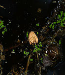 Festoon - swimming, Heeswijk-Dintherse Bossen, Netherlands Sorry for the poor photo, I couldn't reach closer as this moth was swimming in the middle of a pond.<br />
https://www.jungledragon.com/image/118628/festoon_-_drying_heeswijk-dintherse_bossen_netherlands.html Apoda limacodes,Europe,Festoon,Heeswijk-Dinther,International Moth Week,Moth,Moth Week,Moth Week 2021,National Moth Week,Netherlands,World