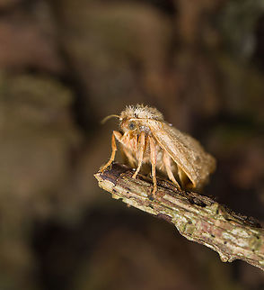Festoon - drying, Heeswijk-Dintherse Bossen, Netherlands I fished this moth out of the pond it was swimming in, hoping it gets another chance at life.
https://www.jungledragon.com/image/118627/festoon_-_swimming_heeswijk-dintherse_bossen_netherlands.html Apoda limacodes,Europe,Festoon,Heeswijk-Dinther,International Moth Week,Moth,Moth Week,Moth Week 2021,National Moth Week,Netherlands,World