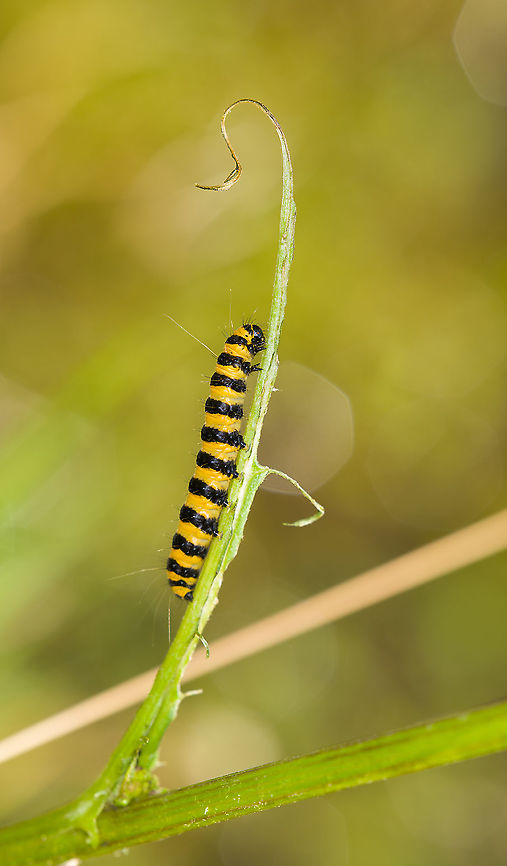Cinnabar moth caterpillar, Heeswijk-Dintherse Bossen, Netherlands A ferocious feeder, as usual on its host plant Jacobaea vulgaris. In dutch, their close relation is obvious: Sint Jakobs Butterfly, which feeds on Sint Jakob's Herb. <br />
<br />
Some more background on their endless appetite in this older post:<br />
<figure class="photo"><a href="https://www.jungledragon.com/image/100933/tansy_ragwort_-_2_berghem_netherlands.html" title="Tansy ragwort - 2, Berghem, Netherlands"><img src="https://s3.amazonaws.com/media.jungledragon.com/images/2/100933_thumb.jpg?AWSAccessKeyId=05GMT0V3GWVNE7GGM1R2&Expires=1770854410&Signature=yXYUM9TshWPQnz%2FPGrp0kjRSTjk%3D" width="200" height="182" alt="Tansy ragwort - 2, Berghem, Netherlands Abundant flowers on the Tansy ragwort, in many languages named the "St Jacob's herb". Look closely and you may find a Tyria jacobaeae larva in the scene. Which is a daytime moth named Cinnabar moth in english, yet "St Jacob's butterfly" in some other languages. <br />
<br />
Larva and adult by others:<br />
https://www.jungledragon.com/image/67877/tyria_jacobaeae_-_various_stadia_caterpillars.html<br />
https://www.jungledragon.com/image/50624/tyria_jacobaeae.html<br />
The larvae of the Cinnabar moth are notoriously self-defeating. Due to the large quantity of eggs, they appear in large numbers. There's no limit to their appetite. As they ferociously feed on ragworts, they become chemical waste bins themselves, unattractive to predators. Without pressure from predators, most can continue feeding until ultimately food runs out, and they die from hunger before reaching adulthood. Before that, many turn cannibalistic. Berghem,Europe,Jacobaea vulgaris,Netherlands,Tansy ragwort,World" /></a></figure> Cinnabar moth,Europe,Heeswijk-Dinther,International Moth Week,Moth,Moth Week,Moth Week 2021,National Moth Week,Netherlands,Tyria jacobaeae,World
