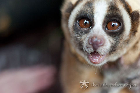 JungleDragon celebrates 11,000 photos We did it again, we added another 1,000 wonderful wildlife photos to our growing collection, with an impressive 81% having their species identified. Well done, community!

As per JungleDragon tradition, another thousand means another donation to wildlife. This time we selected the donation target in a democratic process, letting the community decide. Claire suggested to donate to the "Little Fireface Project" which helps in the conservation of Loris:

http://www.nocturama.org/

Let's make it to 12,000 soon. Donations,Javan slow loris,JungleDragon,Nycticebus javanicus