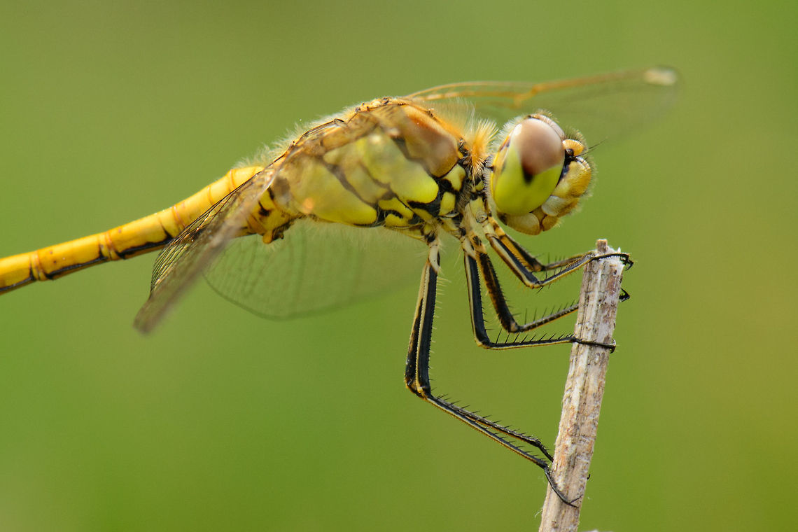 How a Darter stays horizontal I think this photo gives an answer on how they manage to stay horizontal without flying. Heesch,Macro,Sympetrum vulgatum,Vagrant Darter