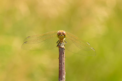 Vagrant Darter having a Zen moment  Heesch,Macro,Sympetrum vulgatum,Vagrant Darter
