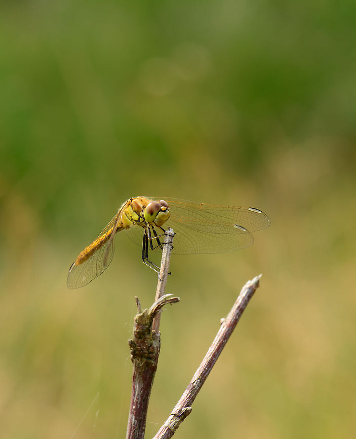 Vagrant Darter landing  Heesch,Macro,Sympetrum vulgatum,Vagrant Darter
