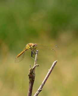 Vagrant Darter landing  Heesch,Macro,Sympetrum vulgatum,Vagrant Darter