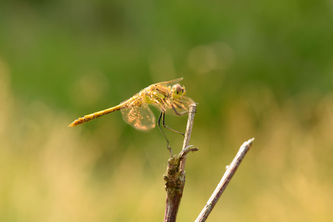 Vagrant Darter wings on fire When the rays of the sun hit the wings of a Vagrant Darter, their orange reflection makes them look like they are on fire. Heesch,Macro,Sympetrum vulgatum,Vagrant Darter