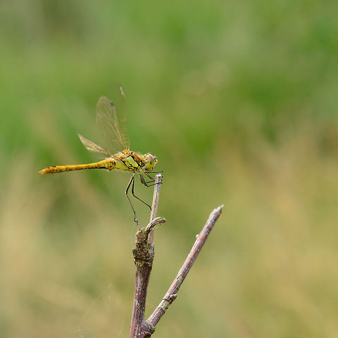 Vagrant Darter wings up  Heesch,Macro,Sympetrum vulgatum,Vagrant Darter