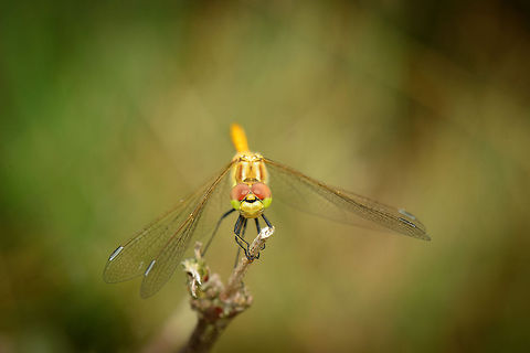 Vagrant Darter landing with eye contact  Heesch,Macro,Sympetrum vulgatum,Vagrant Darter
