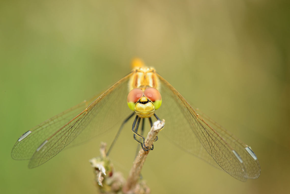 Vagrant Darter stare  Heesch,Macro,Sympetrum vulgatum,Vagrant Darter