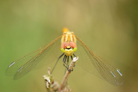 Vagrant Darter stare  Heesch,Macro,Sympetrum vulgatum,Vagrant Darter