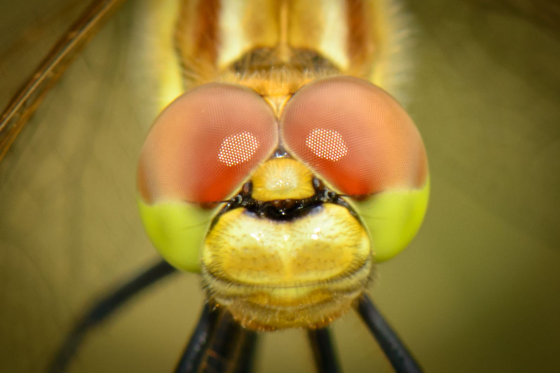 Vagrant Darter extreme closeup of head  Heesch,Macro,Sympetrum vulgatum,Vagrant Darter
