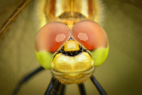 Vagrant Darter extreme closeup of head  Heesch,Macro,Sympetrum vulgatum,Vagrant Darter
