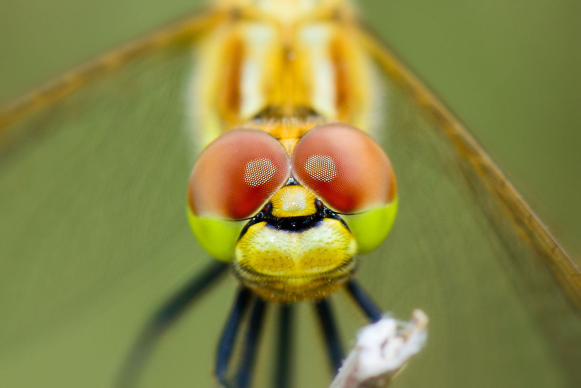 Vagrant Darter extreme closeup - 2  Heesch,Macro,Sympetrum vulgatum,Vagrant Darter