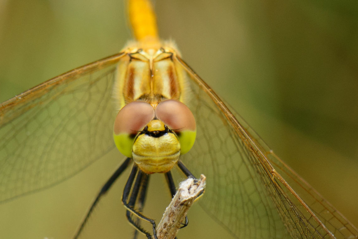 Vagrant Darter monkey face  Heesch,Macro,Sympetrum vulgatum,Vagrant Darter