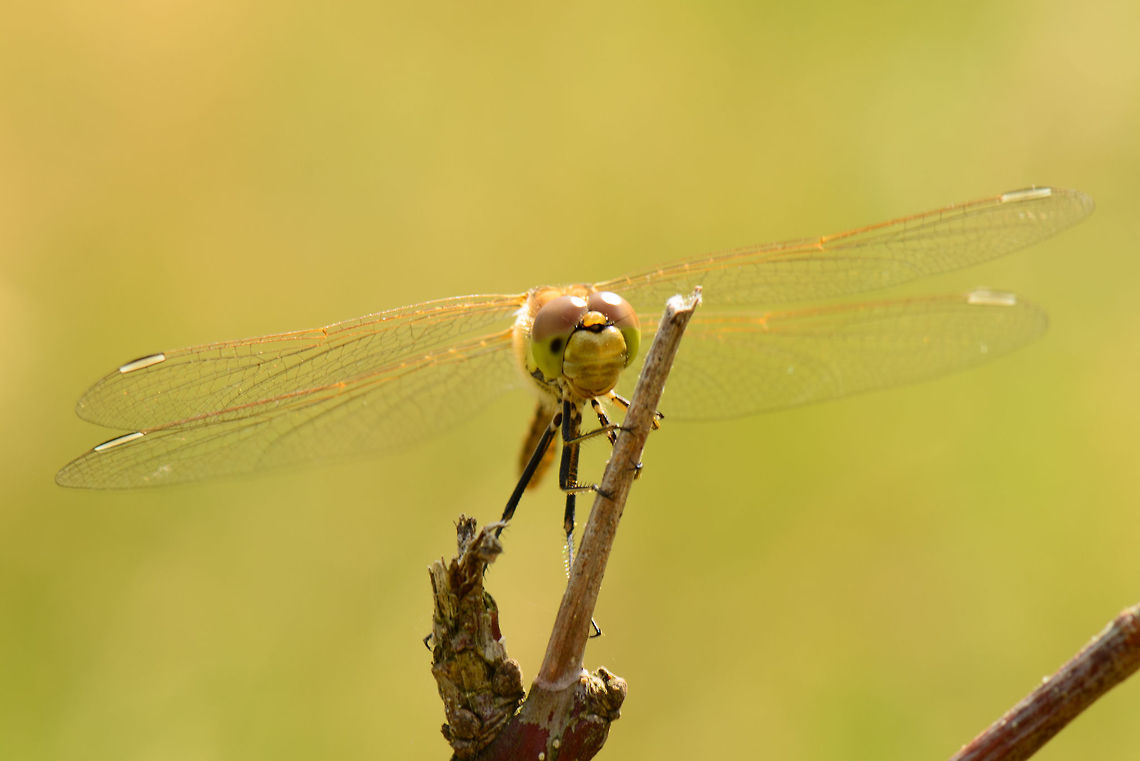 Vagrant Darter 4 wings  Heesch,Macro,Sympetrum vulgatum,Vagrant Darter