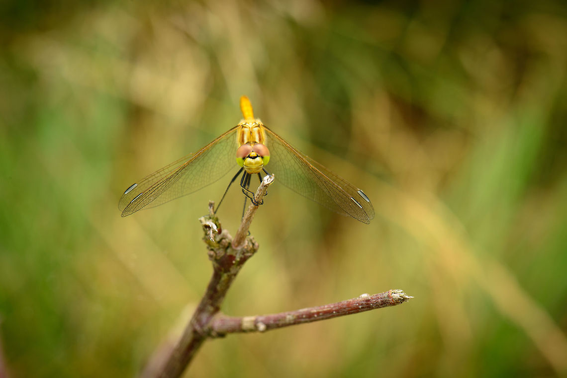 Vagrant Darter arriving  Heesch,Macro,Sympetrum vulgatum,Vagrant Darter