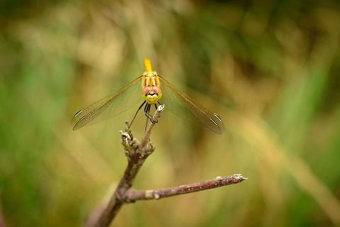 Vagrant Darter arriving  Heesch,Macro,Sympetrum vulgatum,Vagrant Darter