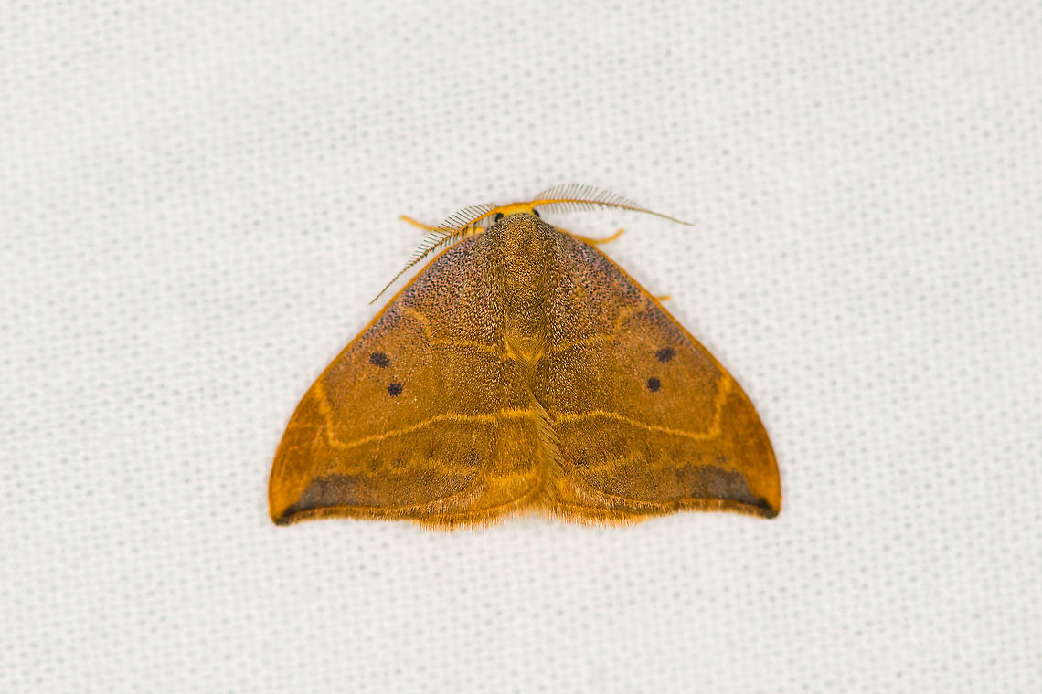 Oak hook-tip, Heesch, the Netherlands From a small garden session this week. Known as the &quot;yellow one-tail&quot; in dutch. The pupa of this species overwinters in a cocoon in a tightly rolled up oak leaf. Drepana binaria,Europe,Heesch,Moth Week 2021,Netherlands,Oak hook-tip,World,the Netherlands